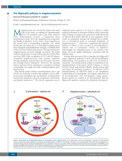 The Hippo-p53 pathway in megakaryopoiesis