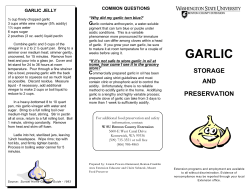 garlic - WSU Extension