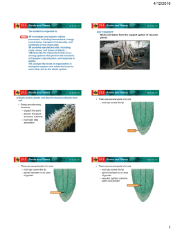 21.3 Roots and Stems 21.3 Roots and Stems 21.3 Roots and Stems