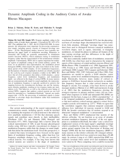 Dynamic Amplitude Coding in the Auditory Cortex of Awake Rhesus