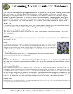 Blooming Accent Plants for Outdoors