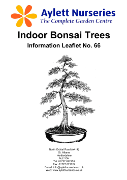 Indoor Bonsai Trees