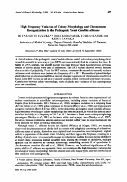 High Frequency Variation of Colony Morphology and