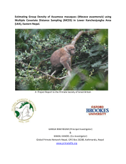 Estimating Group Density of Assamese macaques (Macaca