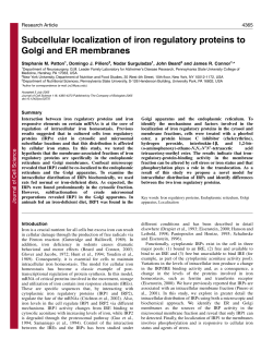 Subcellular localization of iron regulatory proteins to Golgi and ER