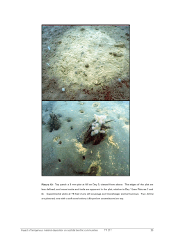 Impact of terrigenous material deposition on subtidal benthic