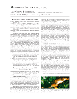 Dactylomys boliviensis