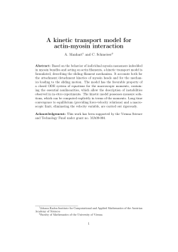 A kinetic transport model for actin-myosin interaction