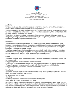 Accurate Clinic Anatomy Tendons are tissues that connect muscles