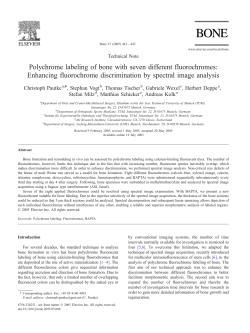 Polychrome labeling of bone with seven different fluorochromes