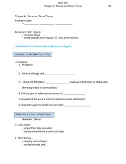 Chapter 6: Bone and Bone Tissue Skeletal system = ______