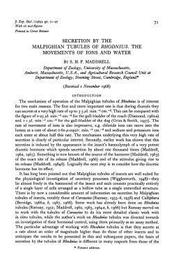 secretion by the malpighian tubules of rhodnius. the movements of