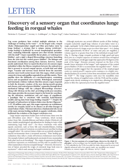 Discovery of a sensory organ that coordinates lunge feeding in