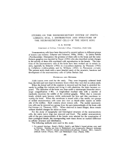 LIMBATA STAL. I. DISTRIBUTION AND STRUCTURE OF