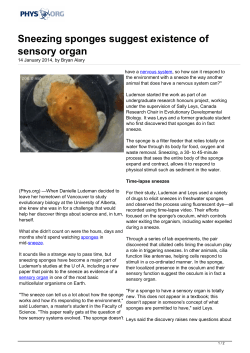 Sneezing sponges suggest existence of sensory organ