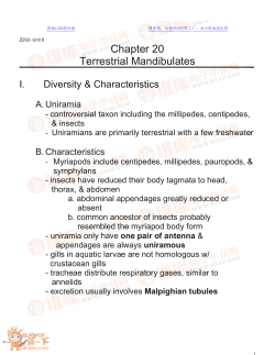 Chapter 20 Terrestrial Mandibulates