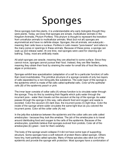 Sponges coloring worksheet