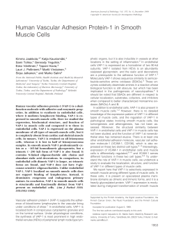 Human Vascular Adhesion Protein