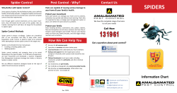 spiders - Amalgamated Pest Control