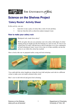 Celery Rocks! - University of York