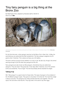 Tiny fairy penguin is a big thing at the Bronx Zoo