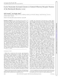 Cyclic Nucleotide-Activated Currents in Cultured Olfactory Receptor