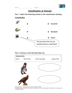 Classification of Animals