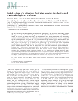 Spatial ecology of a ubiquitous Australian anteater, the