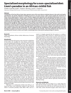 Liem`s paradox in an African cichlid fish