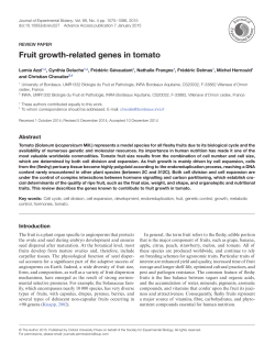 Fruit growth-related genes in tomato