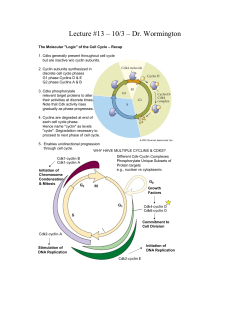 Lecture #13 – 10/3 – Dr. Wormington