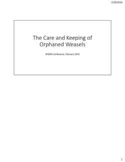 The Care and Keeping of Orphaned Weasels pdf