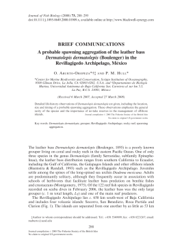 A probable spawning aggregation of the leather bass Dermatolepis