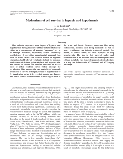 Mechanisms of cell survival in hypoxia and hypothermia