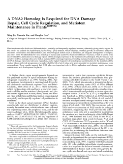 A DNA2 Homolog Is Required for DNA Damage