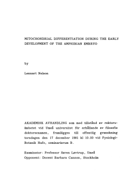 Mitochondrial differentiation during the early