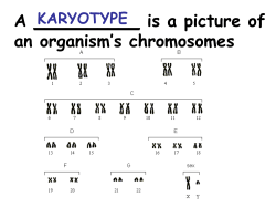 is a picture of an organism`s chromosomes