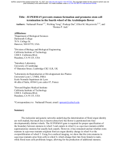 SUPERMAN prevents stamen formation and promotes