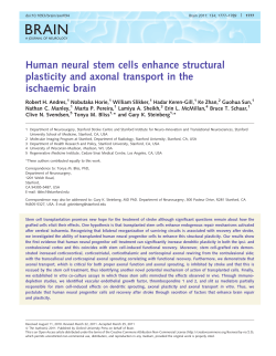 Human neural stem cells enhance structural plasticity and