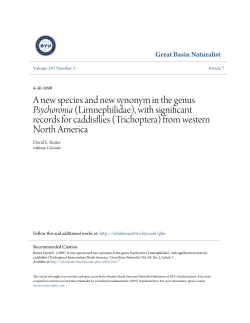A new species and new synonym in the genus Psychoronia