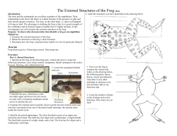 The External Structures of the Frog