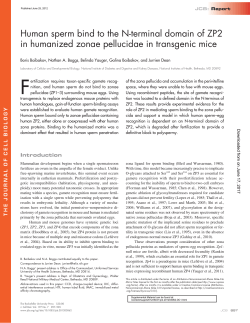 Human sperm bind to the N-terminal domain of ZP2 in humanized