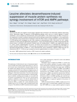 Leucine alleviates dexamethasone-induced suppression of muscle