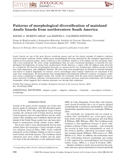 Patterns of morphological diversification of