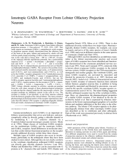 Ionotropic GABA Receptor From Lobster Olfactory Projection Neurons