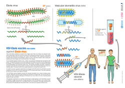 Le vaccin VSV contre le virus Ebola