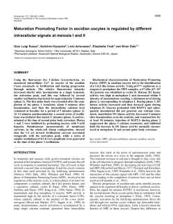 Maturation Promoting Factor in ascidian oocytes is regulated by