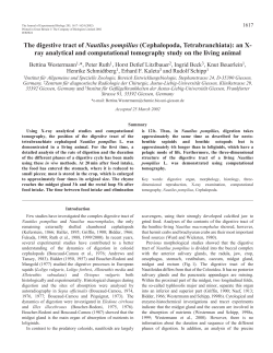 Digestive tract of Nautilus pompilius