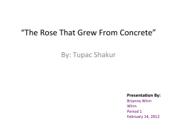 The Rose That Grew From Concrete