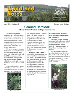 Ground Hemlock - PrinceEdwardIsland.ca